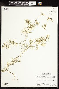 Potamogeton spirillus image