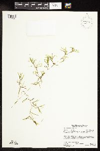 Potamogeton spirillus image