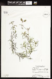 Ranunculus hispidus image