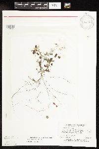 Potamogeton spirillus image