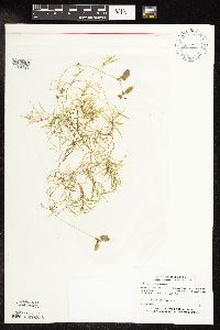 Potamogeton spirillus image
