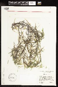 Potamogeton spirillus image