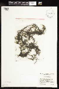 Potamogeton spirillus image