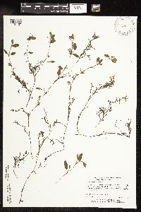 Potamogeton spirillus image