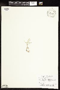 Potamogeton spirillus image