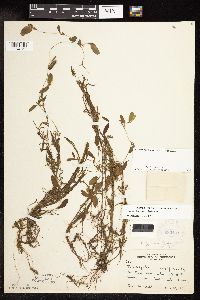 Potamogeton spirillus image