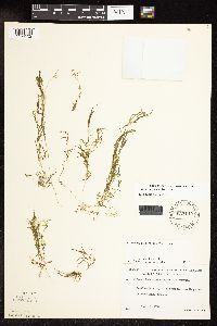 Potamogeton spirillus image