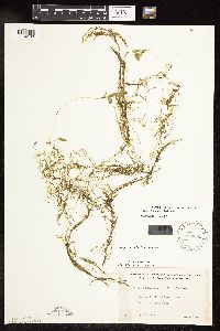 Potamogeton spirillus image