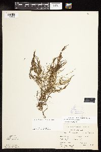 Potamogeton spirillus image