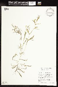 Potamogeton spirillus image