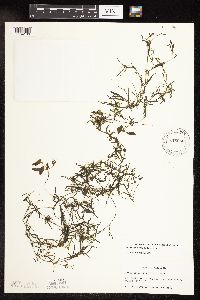 Potamogeton spirillus image