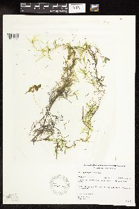 Potamogeton spirillus image
