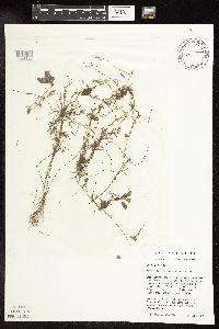 Potamogeton spirillus image