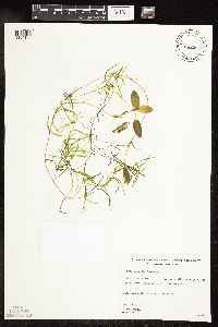 Potamogeton spirillus image