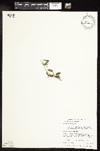 Potamogeton spirillus image