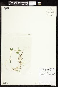 Potamogeton spirillus image