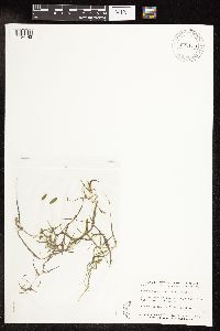 Potamogeton spirillus image