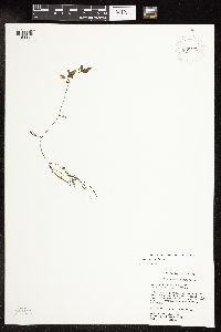 Potamogeton spirillus image