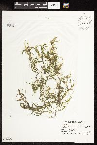 Potamogeton spirillus image
