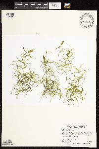 Potamogeton spirillus image