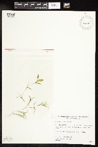 Potamogeton spirillus image