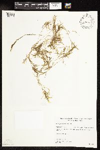 Potamogeton spirillus image