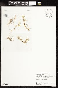Potamogeton spirillus image
