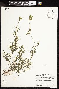 Potamogeton spirillus image