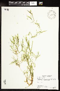 Potamogeton spirillus image