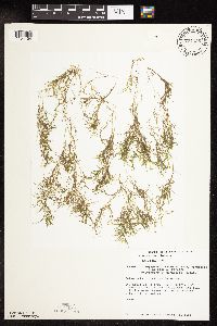 Potamogeton spirillus image