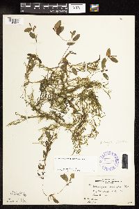 Potamogeton spirillus image
