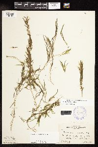 Potamogeton spirillus image