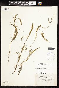 Potamogeton spirillus image