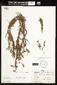 Potamogeton spirillus image