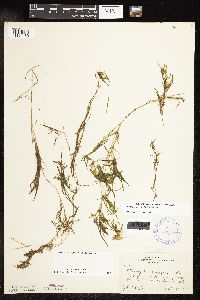 Potamogeton spirillus image