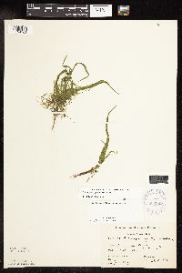 Potamogeton spirillus image