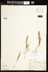 Potamogeton spirillus image