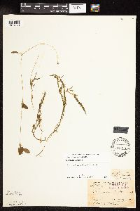 Potamogeton spirillus image