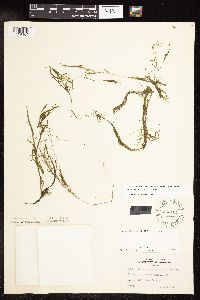 Potamogeton spirillus image