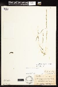 Potamogeton spirillus image