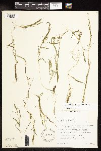 Potamogeton spirillus image