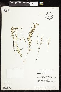 Potamogeton spirillus image