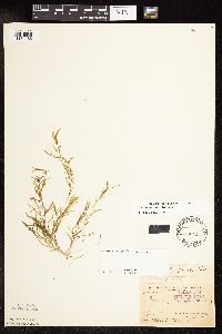 Potamogeton spirillus image