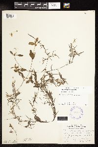 Potamogeton spirillus image