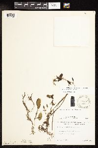 Potamogeton spirillus image