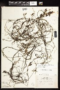 Potamogeton spirillus image
