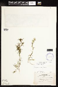 Potamogeton spirillus image