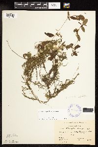 Potamogeton spirillus image