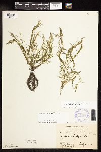 Potamogeton spirillus image