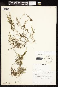 Potamogeton spirillus image